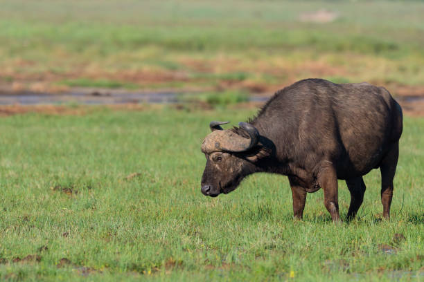 istock African buffalo in the wild 1371160623