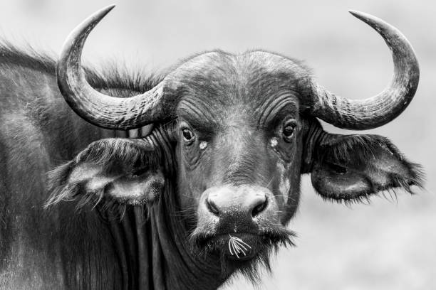 istock African buffalo in the wild. 1371160624