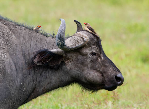 istock African buffalo in the wild 1371160625