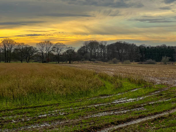istock A field with tracks and some trees in winter. 1371161595