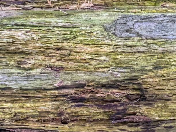 A coarse and old tree bark from a felled tree.