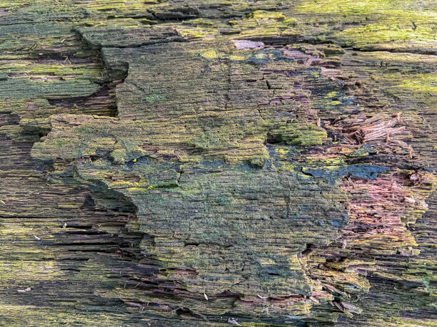 An old and rotten wood as a texture or background.