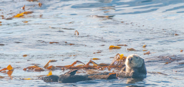 istock Sea otters floating in Monterey Bay 1371162531