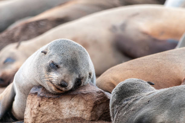 istock Seal colony at the Skeleton Coast 1371162642