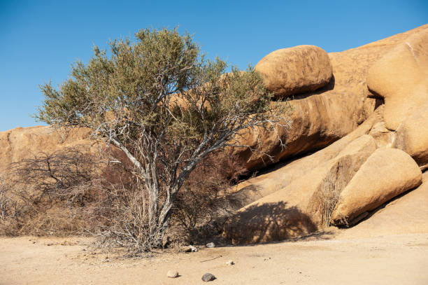désert namibien près de spitzkoppe - sub saharan africa photos et images de collection