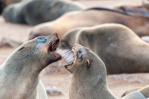 istock Seal colony at the Skeleton Coast 1371162654