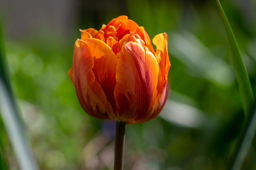 Bright red yellow color peony tulips Monte Orange, springtime flowering petal beautiful plants in the ornamental garden in sunlight, double late tulip