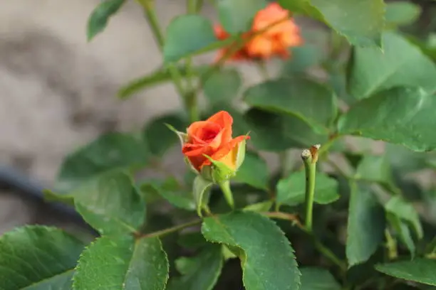 pink rosebuds close-up. Blossoming rose flower buds in spring revival new life.