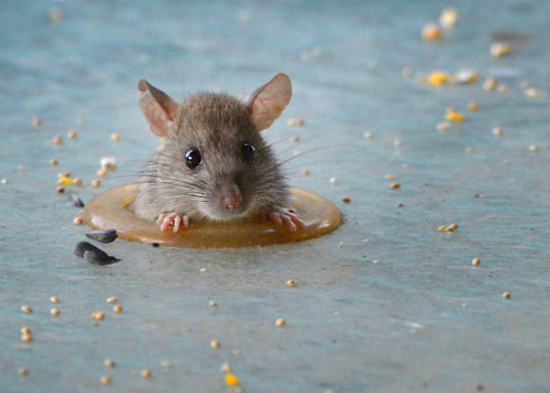 A little mouse curled up on a sidewalk. High angle.