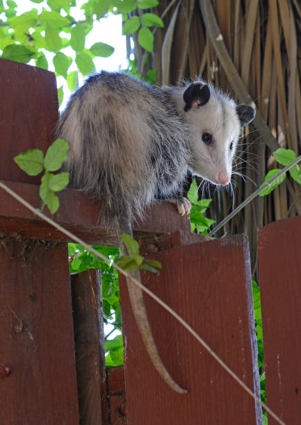 istock Virginia Opossum on Fence Looking Backwards 1371166154