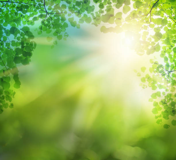 istock Green leaves and sun. Beautiful nature background 1371166269