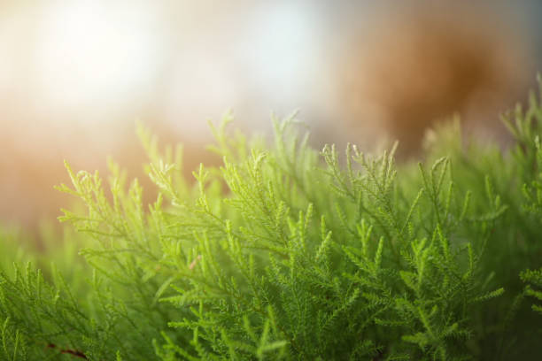 istock Abstract green background with green plant 1371166277