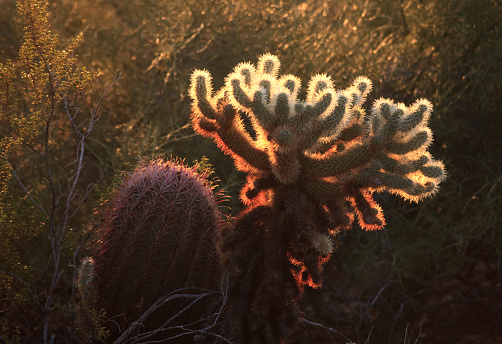 A desert scenic with backlit jumping Cholla cacti. Image taken in Phoenix, Arizona in the Sonoran Desert.