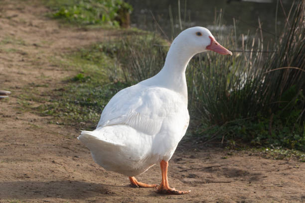 istock White goose on the bank of a river 1371168708