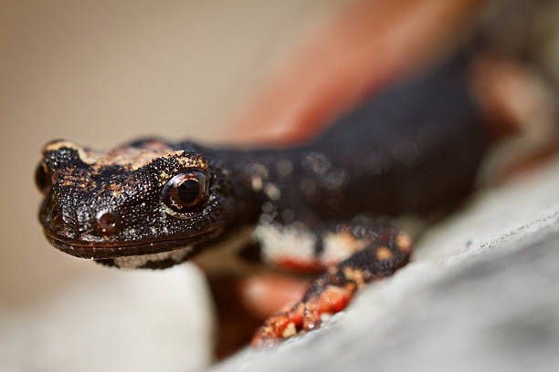 A young tiger salamander on white