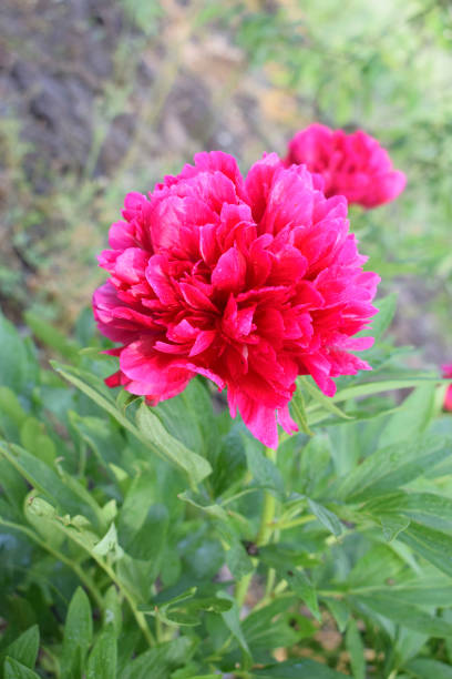 istock Beautiful red bloomed peon on a blurred background. 1371170792