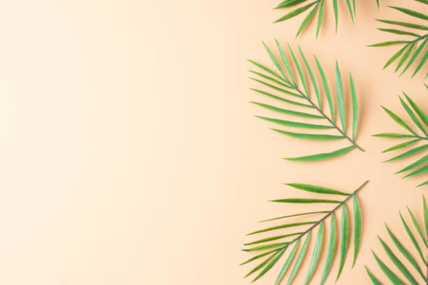 istock Cosmetic background with palm leaf on pastel beige. Flat lay, copy space 1371171571
