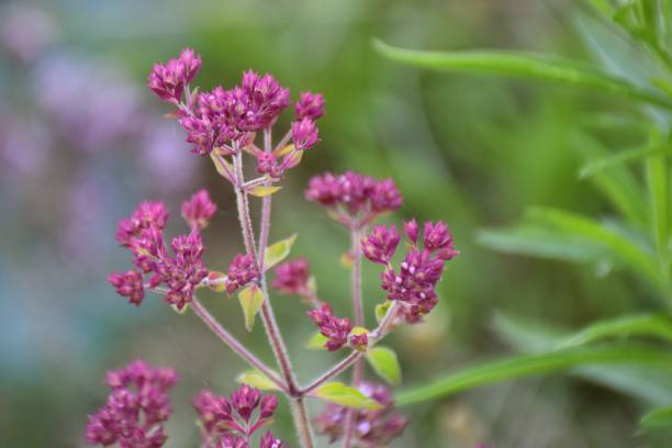 istock Origanum vulgare flowers. 1371171589