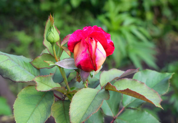 Beautiful rose bud in the garden. Garden flowers.