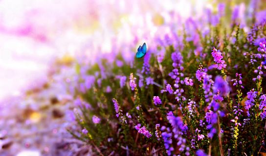 Spring sunny day. Purple bloom flowers and blue butterfly