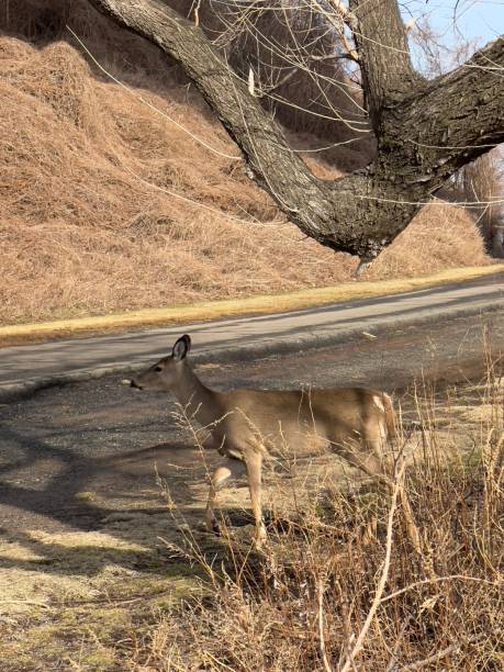 istock Deer animal park Staten Island New York 1371173129
