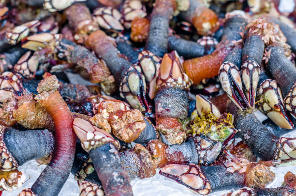 istock Goose barnacles in a fish market 1371173420