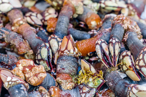 istock Goose barnacles in a fish market 1371173450