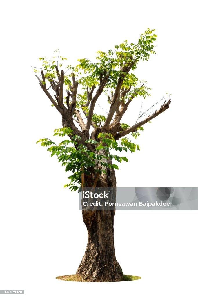 The tree grows alone a white background. The tree grows alone a white background. Leaves fall and fall like life begins again. Tree Stock Photo