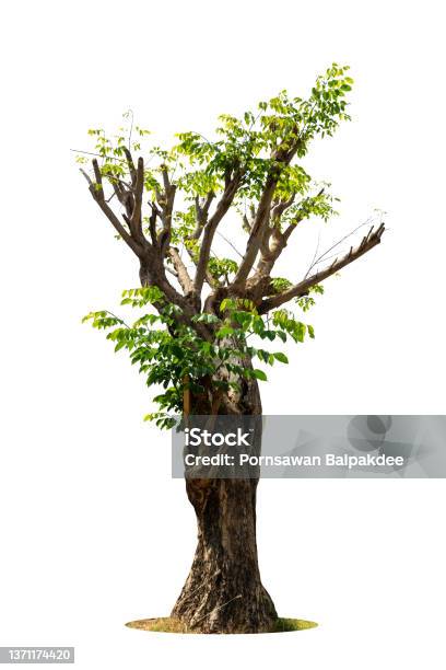 The Tree Grows Alone A White Background Stock Photo - Download Image Now - Tree, Tree Trunk, Twisted