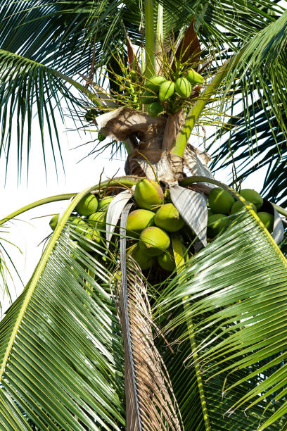istock Green coconut fruit that is on the natural tree,  isolated on white background. 1371174550