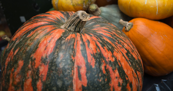 Close up of a colorful pumkin in a vegetable market. Borough market, London, UK