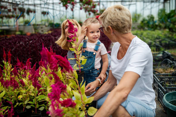 nonna, figlia e nipote che lavorano insieme in serra botanica - casual granddaughter farmer expressing positivity foto e immagini stock