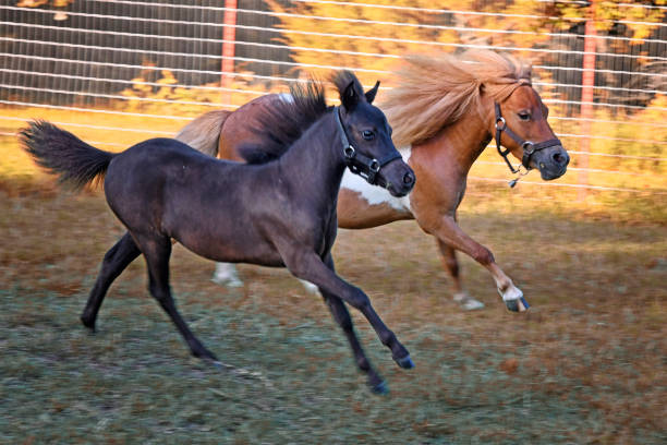 Pony Ride at a local rodeo in Naples, Texas, United States