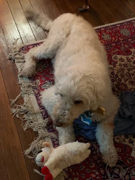 istock Golden Doodle with Lamb Toy 1371179820