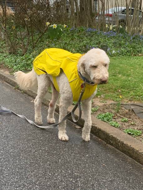 istock Golden Doodle in Raincoat 1371179910