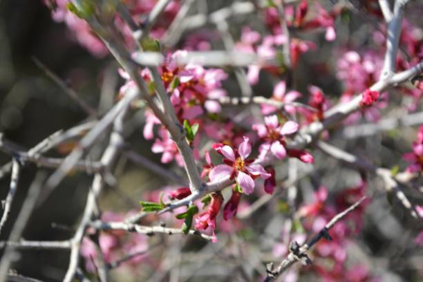 istock Pink flowers 1371181540