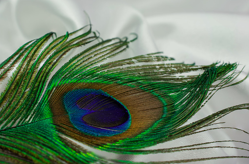 Fair of peacock feather on isolated background