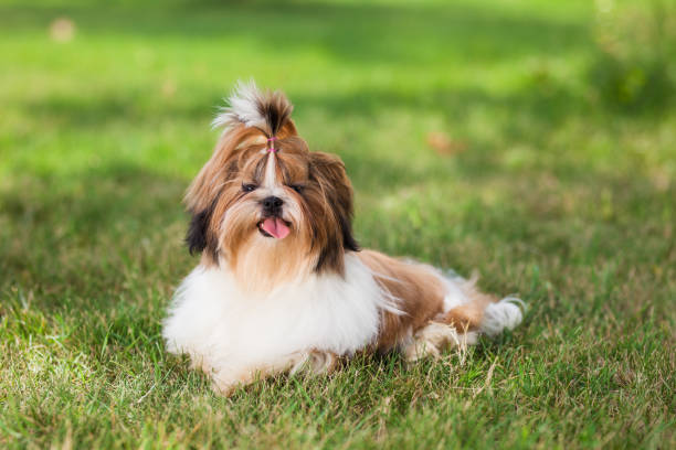 istock Shis Tzu puppy in a meadow 1371182501
