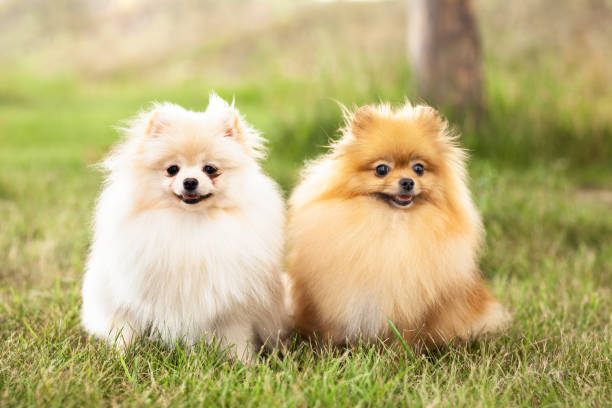 istock two Zverg Spitz, Pomeranian puppies 1371182507