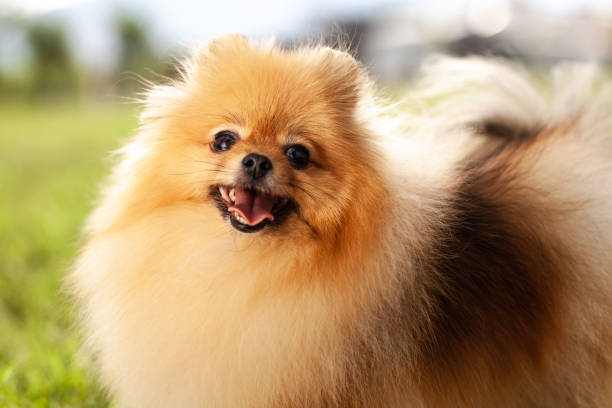 istock Zverg Spitz, Pomeranian puppy 1371182508