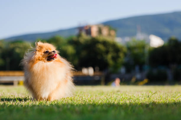 istock Zverg Spitz, Pomeranian puppy posing on grass 1371182517