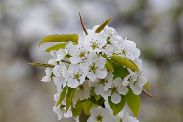 梨の花 - apple tree branch ストックフォトと画像