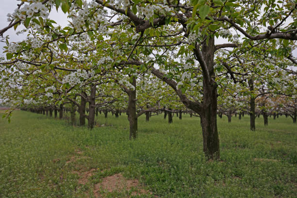 ナシの花 - apple tree branch ストックフォトと画像