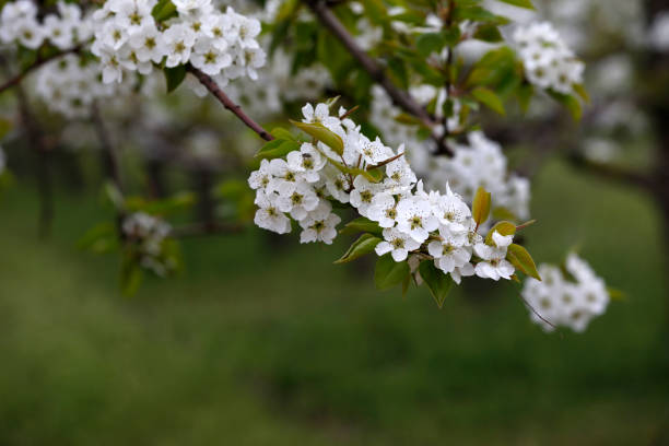 梨の花 - apple tree branch ストックフォトと画像