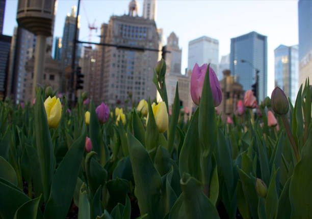 istock Tulips in Chicago 1371183562