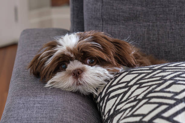 Shih tzu puppy lying on the blue sofa and facing the camera.