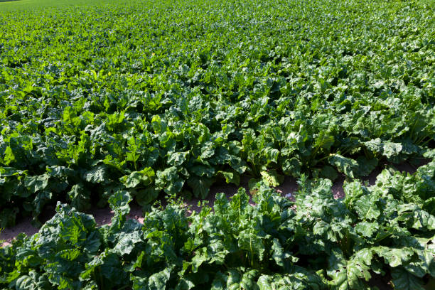 istock agricultural field with green beet tops 1371184575