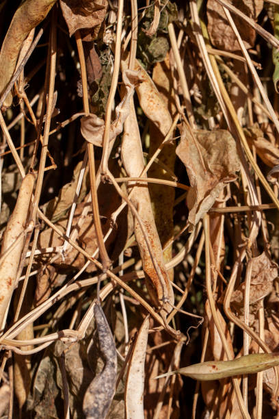 istock harvested beans while drying plants outdoors 1371184577