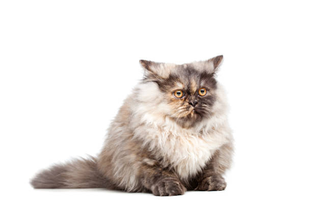 istock Chinchilla Persian cat 1371184812