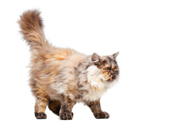 istock Chinchilla Persian cat 1371184818